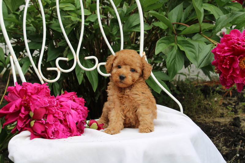 puppy, for, sale, Millwood Malena, Matthew B. Stoltzfus, dog, breeder, Gap, PA, dog-breeder, puppy-for-sale, forsale, nearby, find, puppyfind, locator, puppylocator, aca